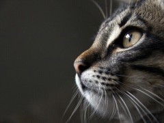 Sex seznamka, On hledá ji - Escort 18ti letého zajíčka!, 18 let, kraj: Hl. m. Praha